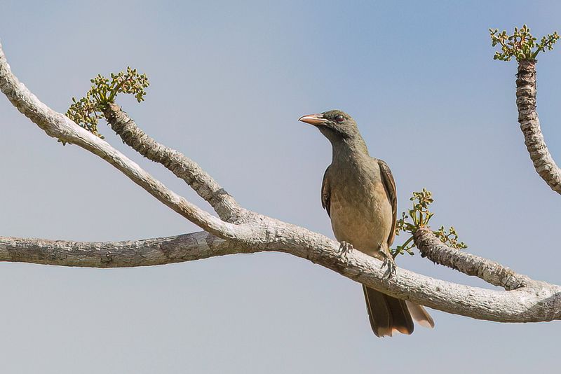 Timor Oriole (m)