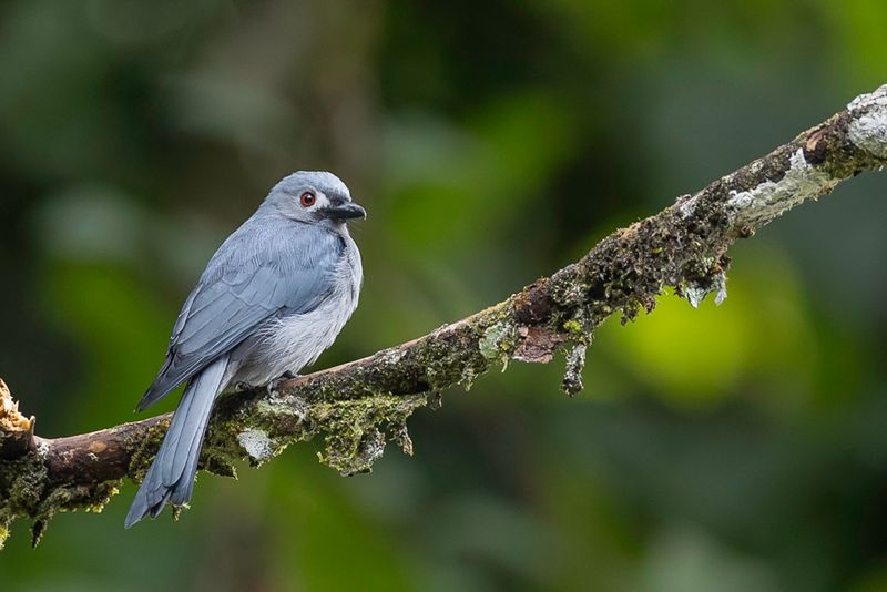 Ashy Drongo