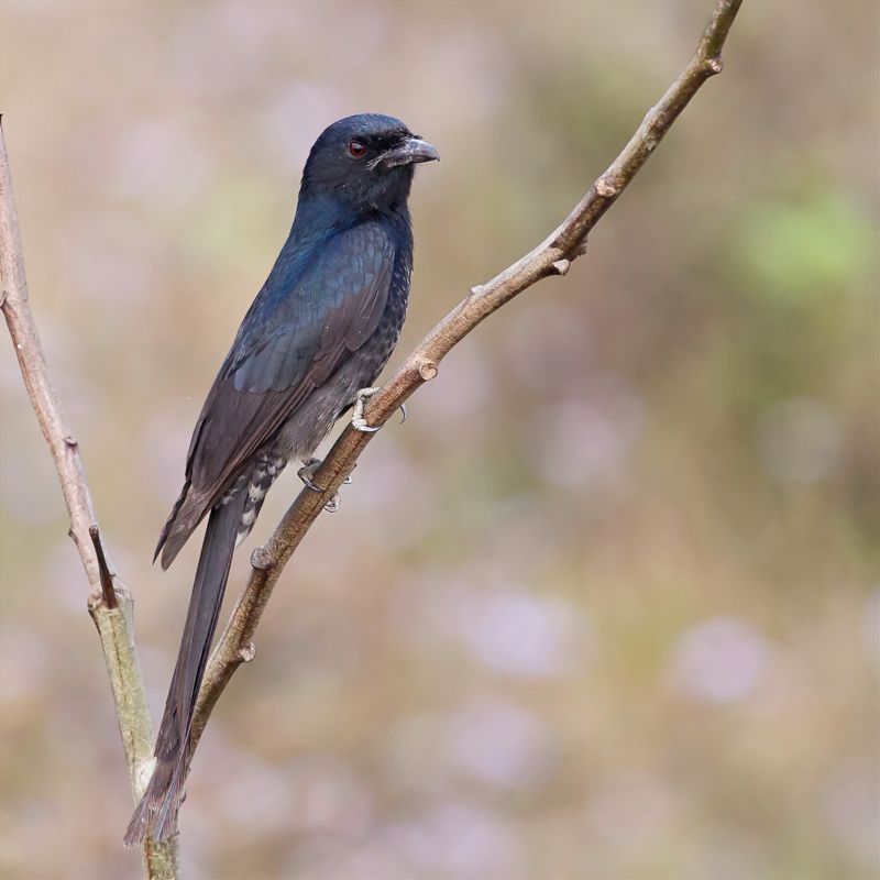 Black Drongo