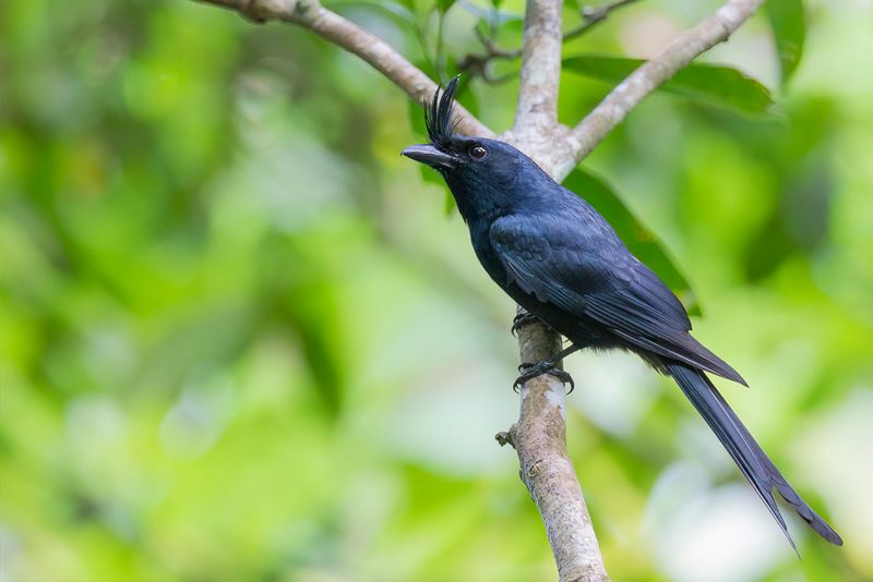 Crested Drongo