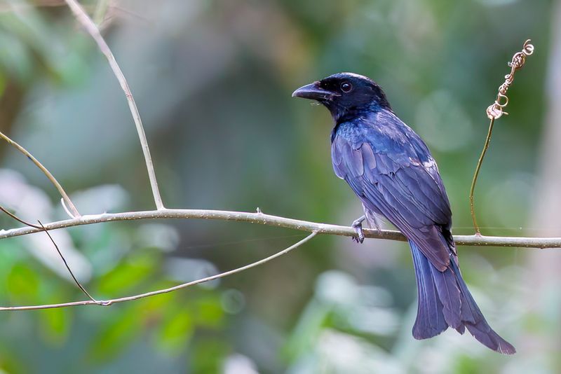 Crow-billed Drongo