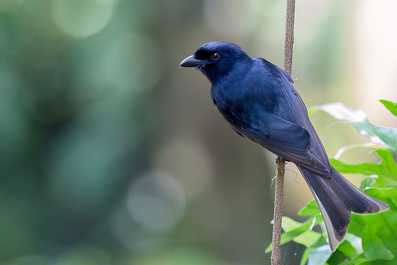 Grande Comore Drongo
