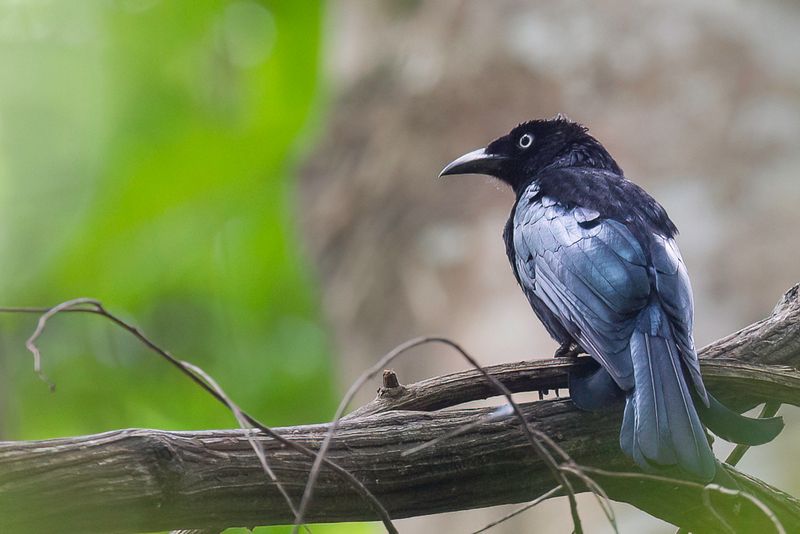 Hair-crested Drongo
