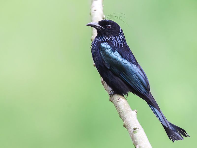 Hair-crested Drongo
