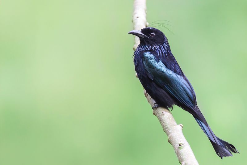 Hair-crested Drongo
