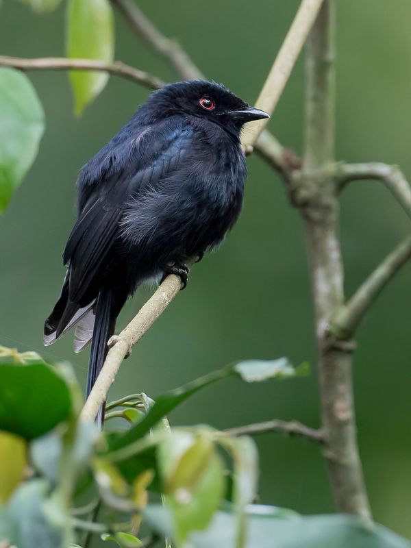 Sharpe's Drongo