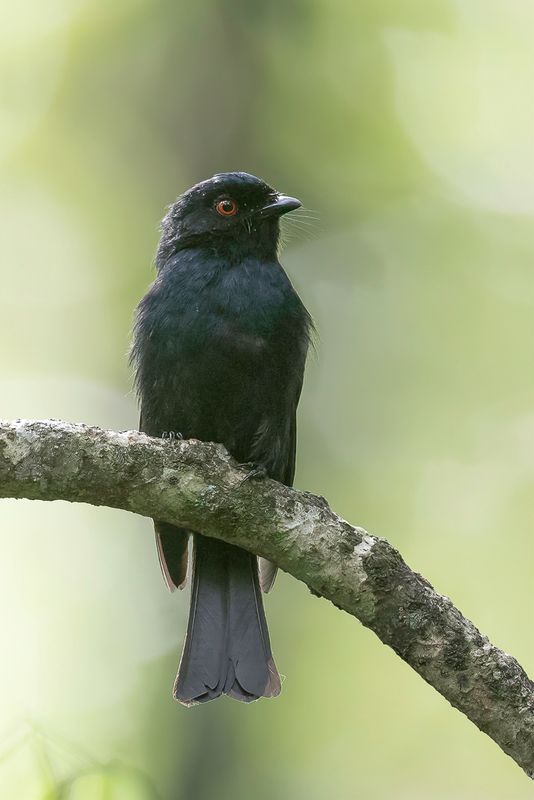 Sharpe's Drongo