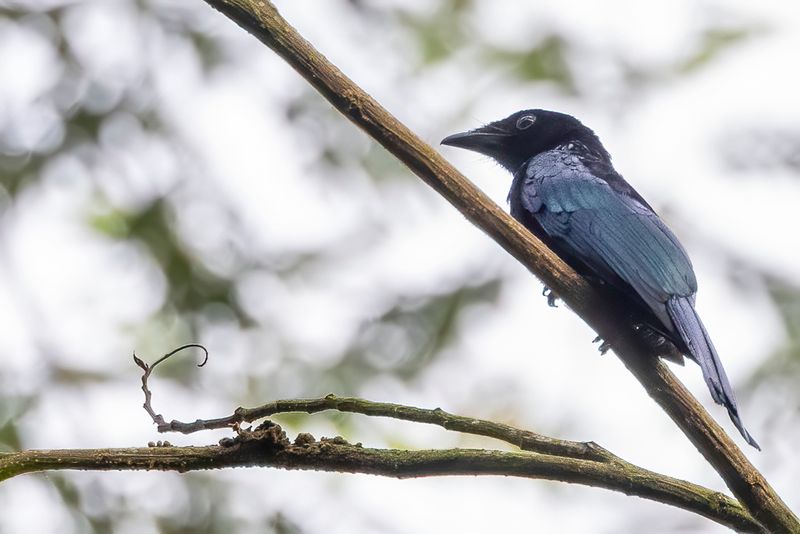 Short-tailed Drongo