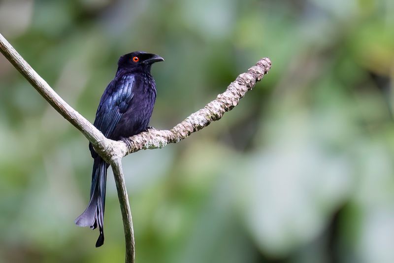 Spangled Drongo