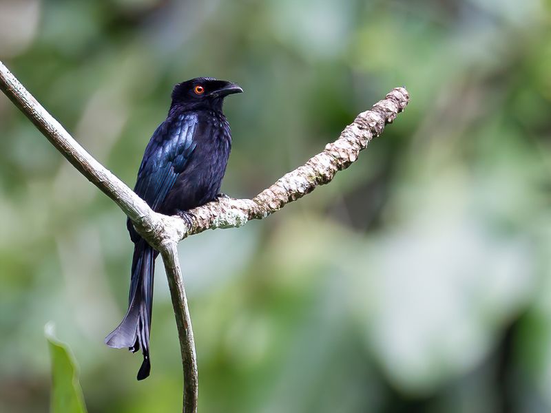 Spangled Drongo