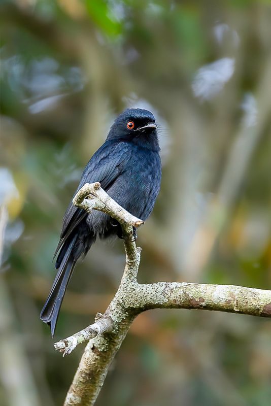 Square-tailed Drongo