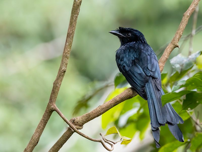 Sri Lanka Drongo