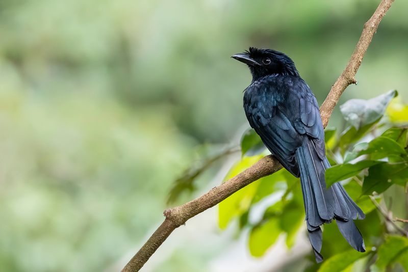 Sri Lanka Drongo
