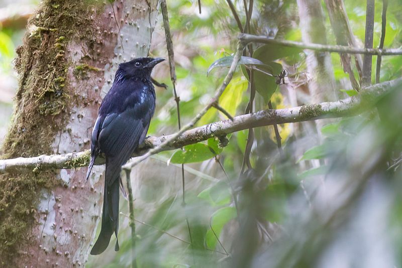 Sulawesi Drongo