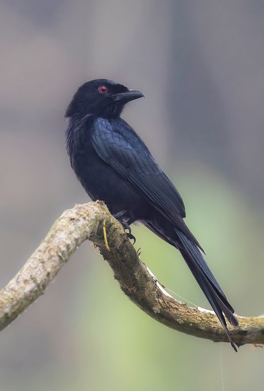 Velvet-mantled Drongo