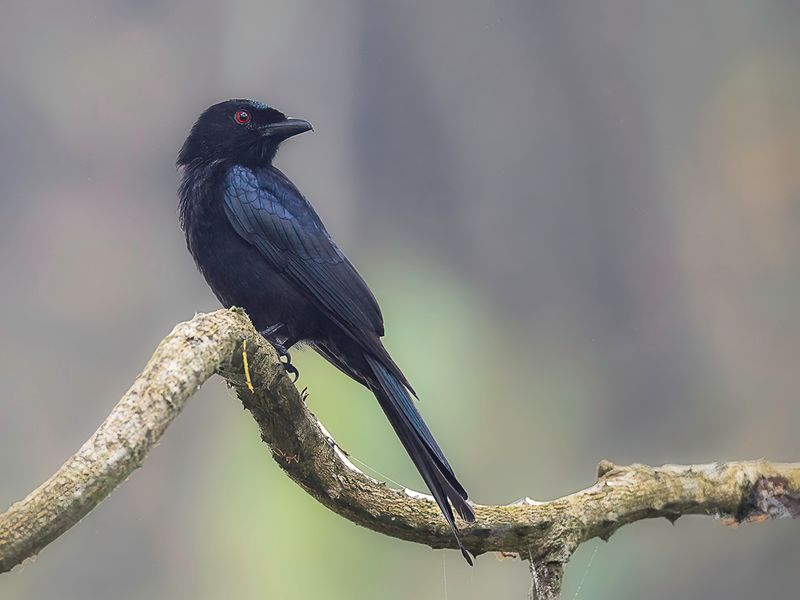 Velvet-mantled Drongo