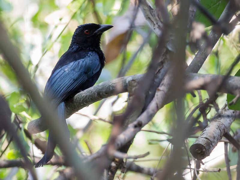 Wallacean Drongo
