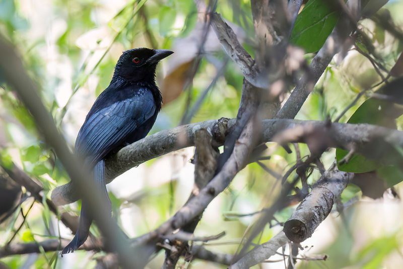 Wallacean Drongo