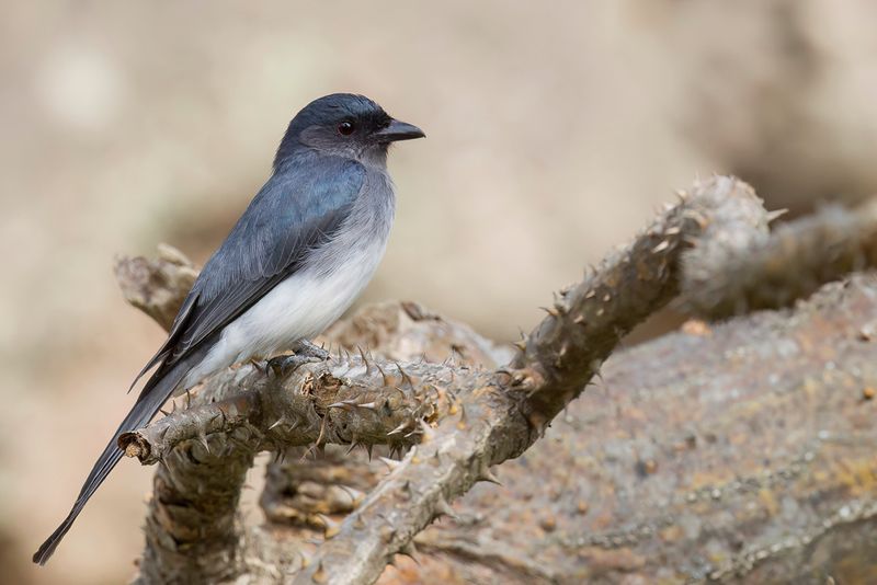 White-bellied Drongo