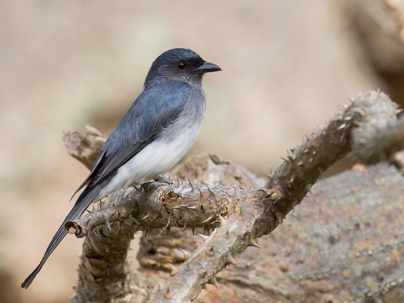White-bellied Drongo