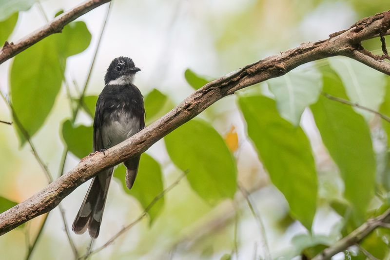 Northern Fantail