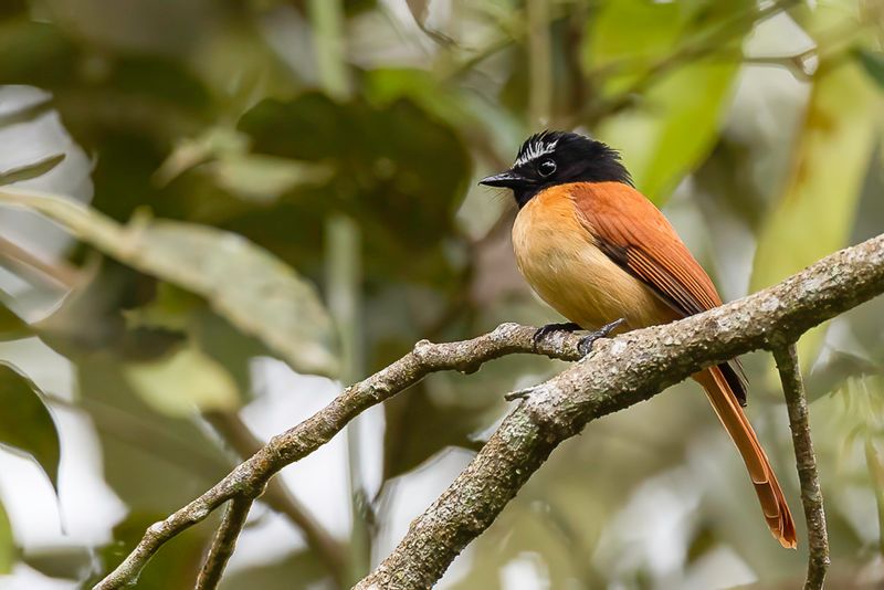 Black-and-cinnamon Fantail