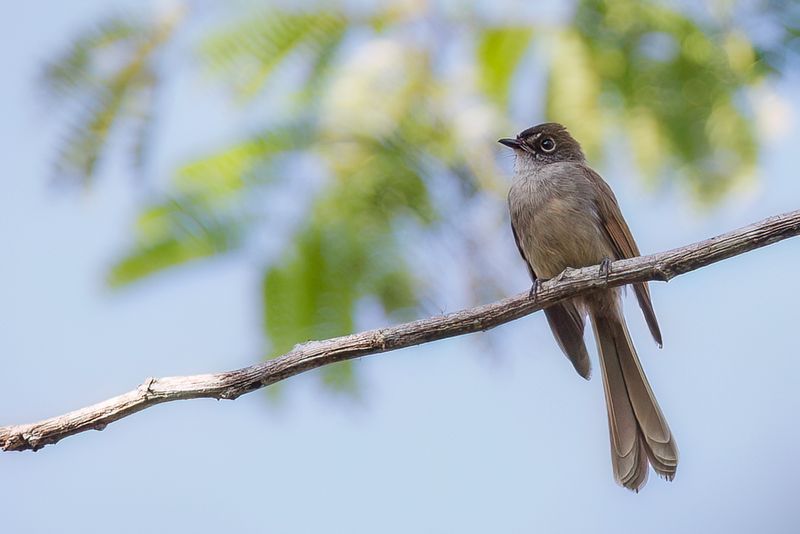 Brown-capped Fantail