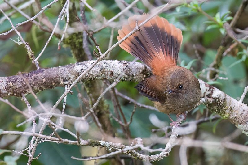 Dimorphic Fantail