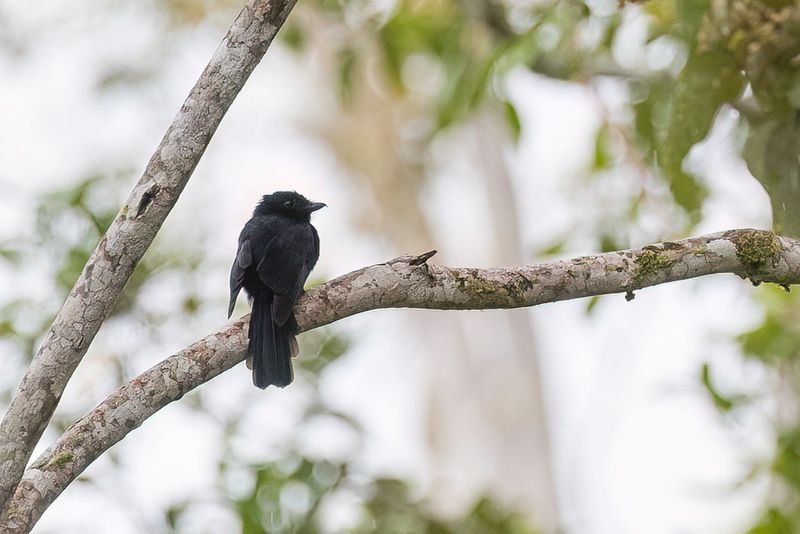 Drongo Fantail