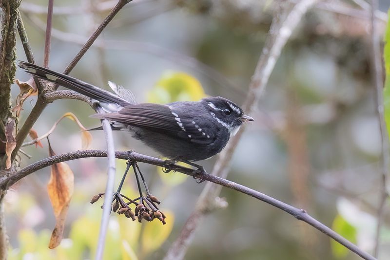 Friendly Fantail