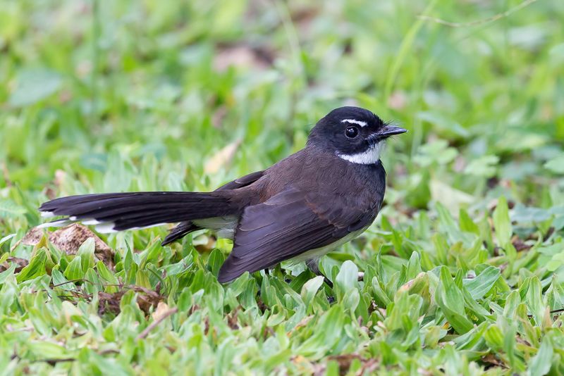 Sunda Pied Fantail