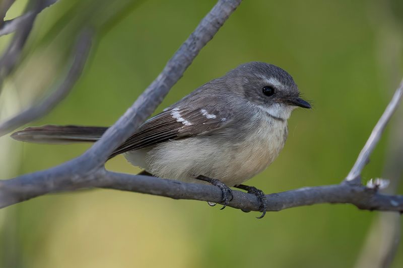 Mangrove Fantail