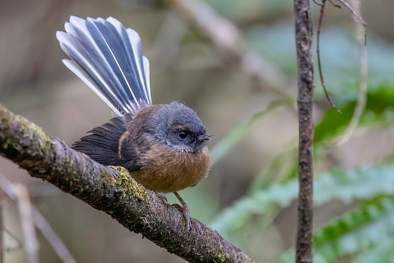 New Zealand Fantail