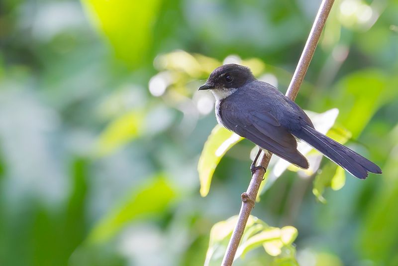 Northern Fantail