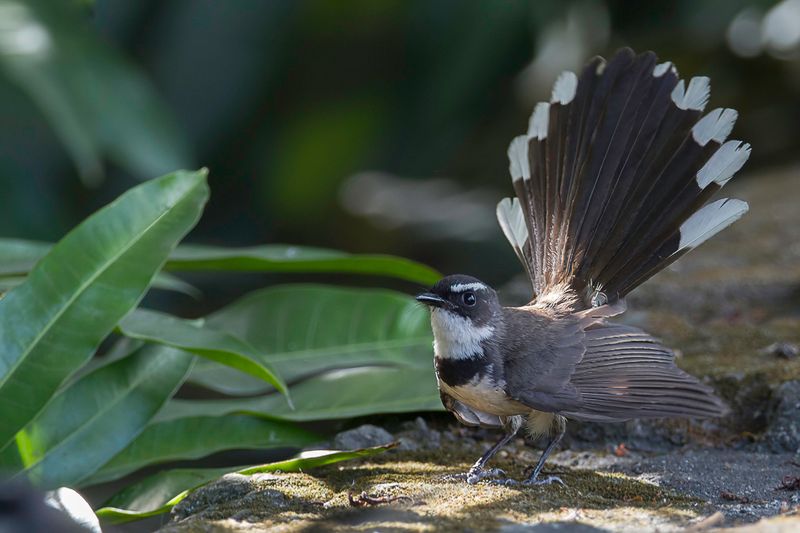 Philippine Pied Fantail