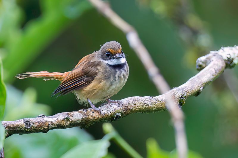 Sulawesi Fantail
