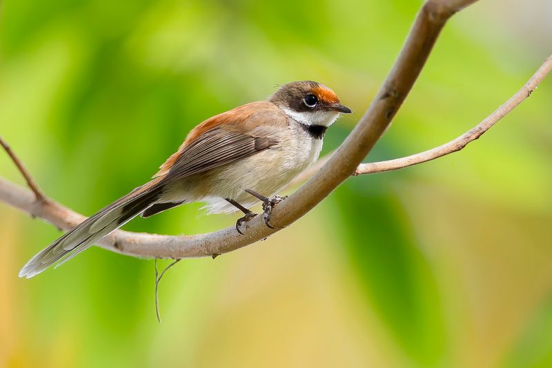 Supertramp Fantail