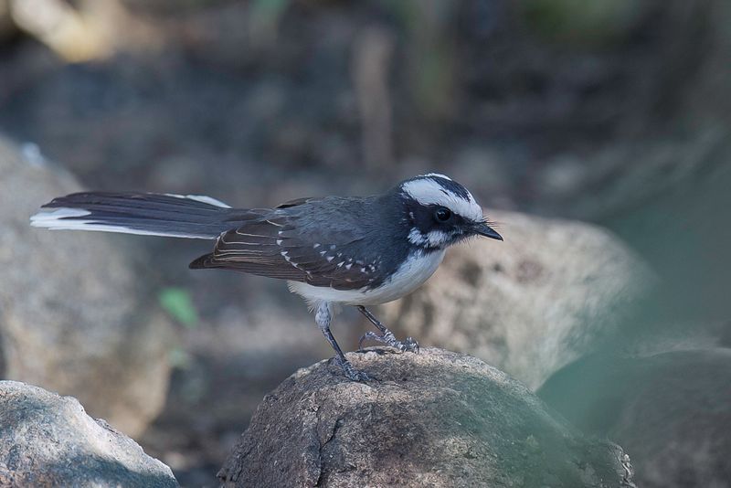 White-browed Fantail