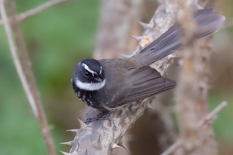White-spotted Fantail