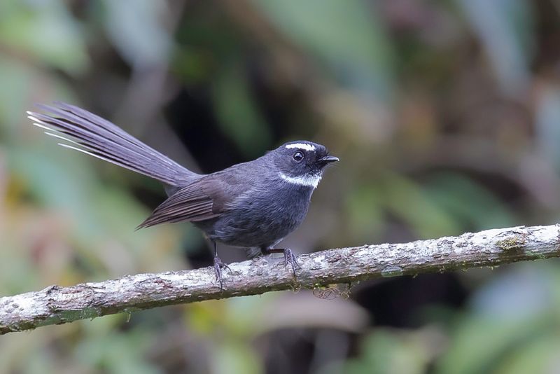 White-throated Fantail