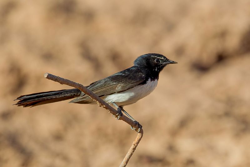 Willie Wagtail