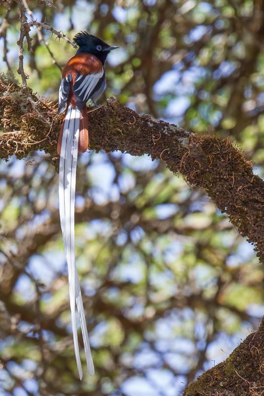 African Paradise Flycatcher (m)