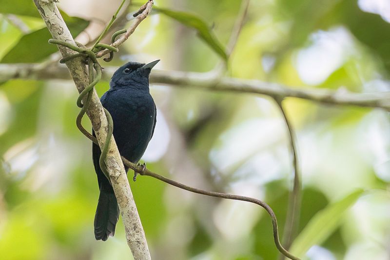 Biak Black Flycatcher