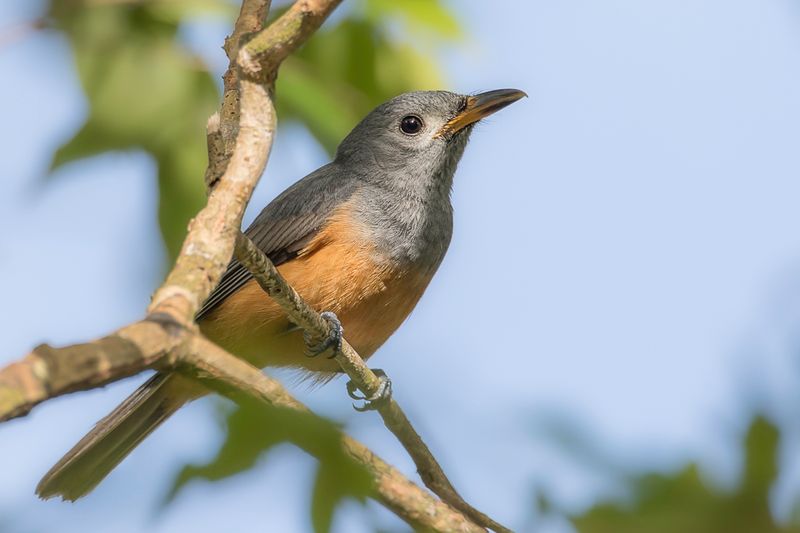 Black-faced Monarch (j)