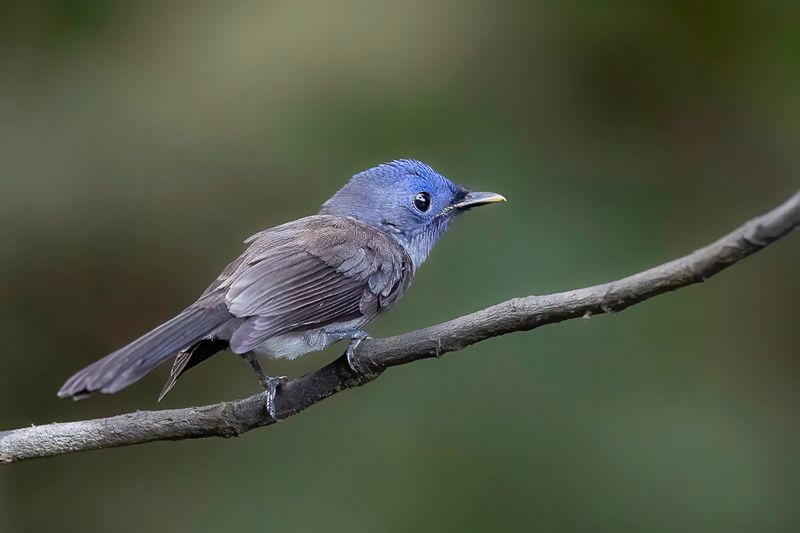 Black-naped Monarch (f)