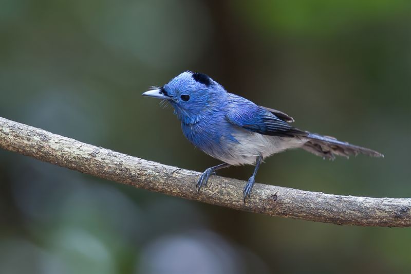 Black-naped Monarch (m)