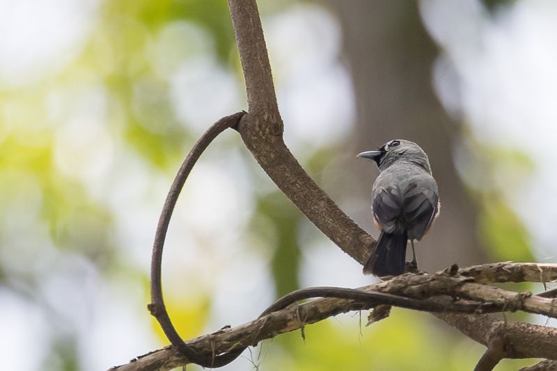 Black-winged Monarch