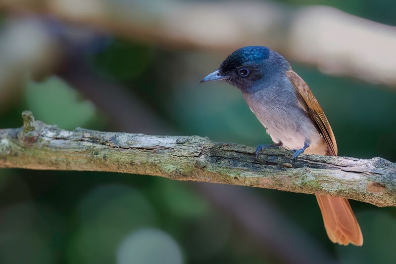 Blyth's Paradise Flycatcher (f)