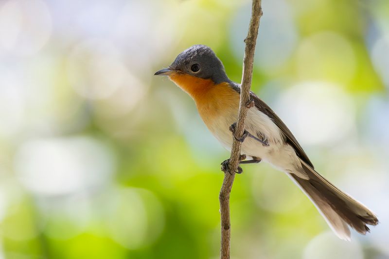 Broad-billed Flycatcher