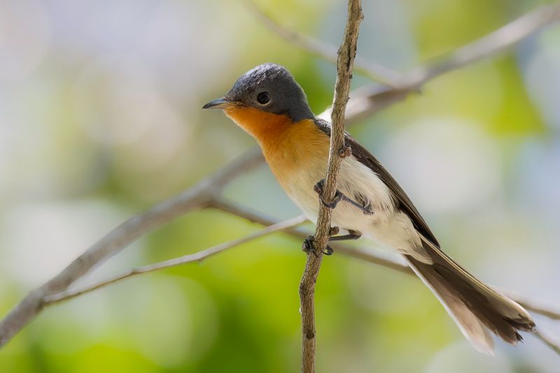 Broad-billed Flycatcher